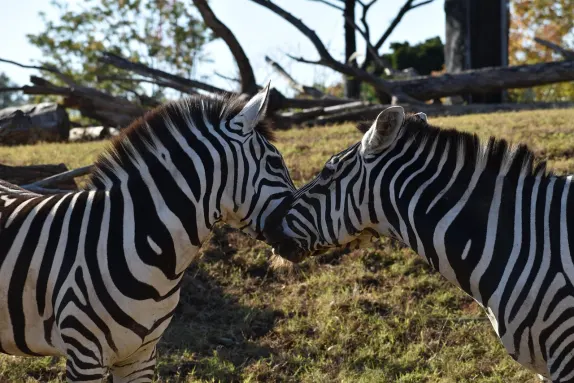 카지노 락앤 롤라 지원
